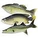 WAYBER 3 Pcs Simulated Fake Fish Model, Lifelike Artificial Sea Fish Set for Home Decoration, Showcase Display, Stage Drama & Photography Prop