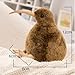 Imagen de EPRHAY 12 cm Realistic Kiwi Peluche Extra Suave Peluche Pico Largo Pájaro Peluche Pájaro Peluche Juguete Cojín de Salón Cojín Infantil Regalo