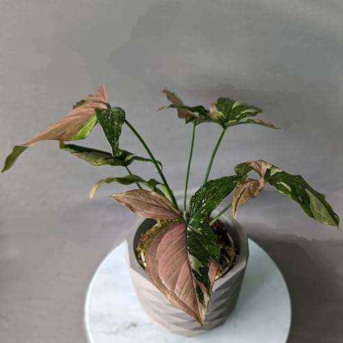 Image of Little Jungle X inchCuteCrete Luxe inch Medium Planter Houses 4 inch-5 inch Inch Nursery Pots (Grey) | | flower pots for home decoration | Balcony Decor | Garden
