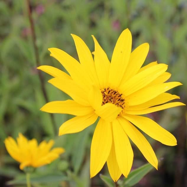 6x Helianthus atrorubens – Vaso 9x9 cm – pianta perenne fioritura gialla giardino