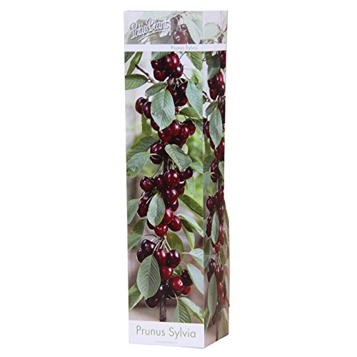 Säulenobst Kirsche Sylvia Prunus avium kompakte Säulen-Kirsche für kleine Gärten & Balkon süße Früchte pflegeleicht 4060 cm Gesamthöhe