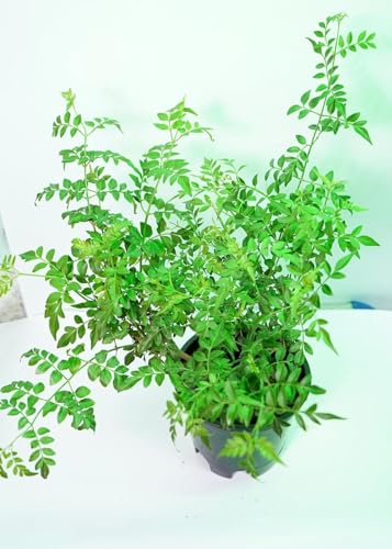 Image of Live Chameli Bel Plant with Pot | Jasmine Climbing Vine Plant | Fragrant Outdoor Flowering Creeper for Home Garden Balcony Terrace