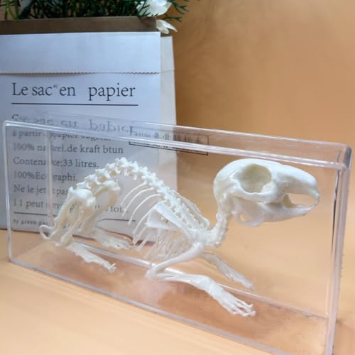 Esqueleto de conejo educativo y modelo animal de resina para enseñanza 5