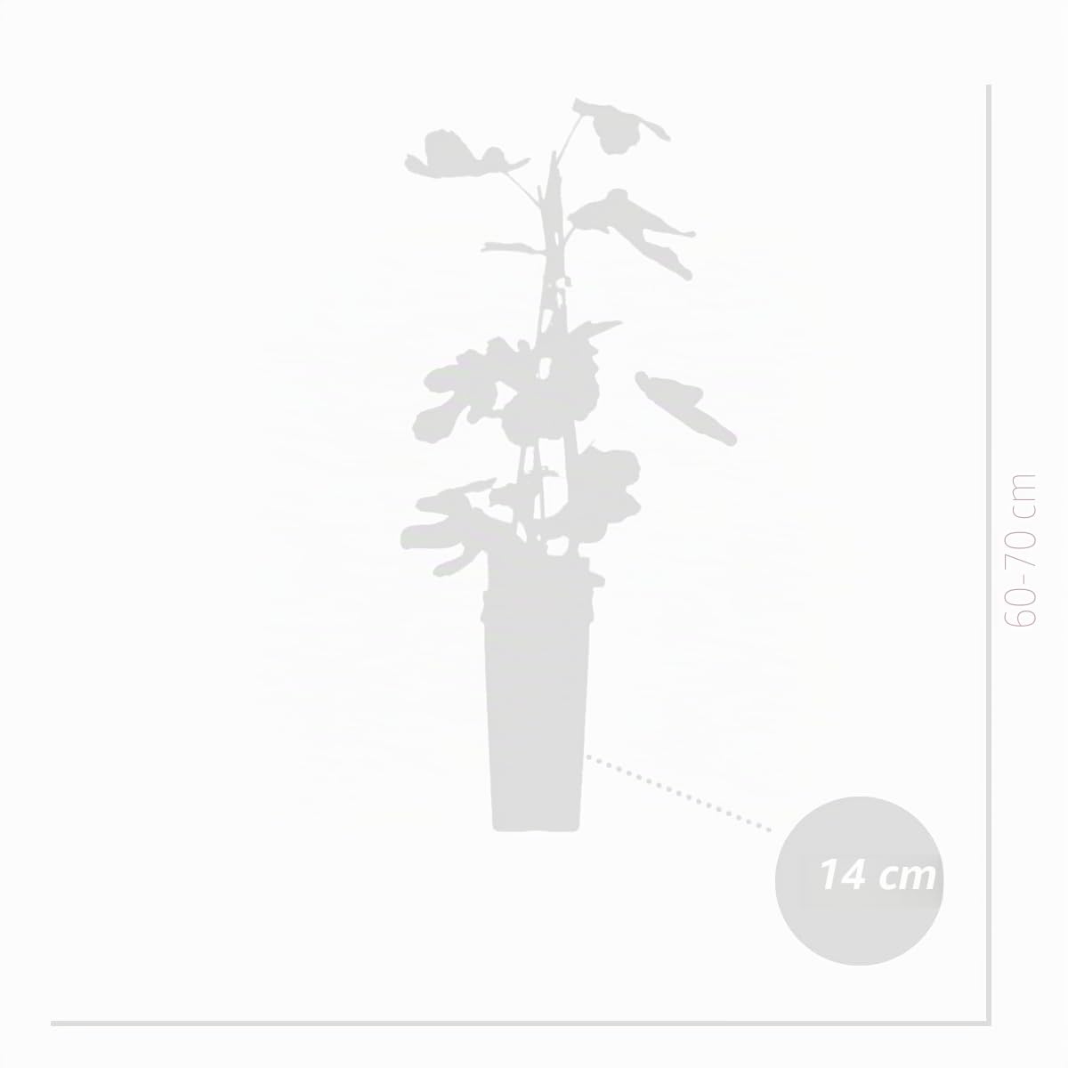 Bloomique - Set de 2 - Ficus carica ‘Brown Turkey’ - Higuera - Árbol frutal - Planta de jardín - Resistente al frío - 50-70 cm - Maceta 15 cm