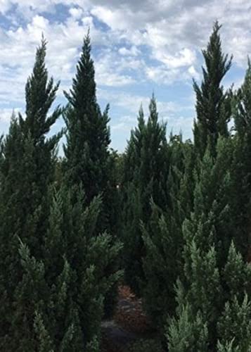 Blue Point Juniper | 10 Live Trees | Juniperus Chinensis | Drought Tolerant Low Maintenance Evergreen Plants #TOP7