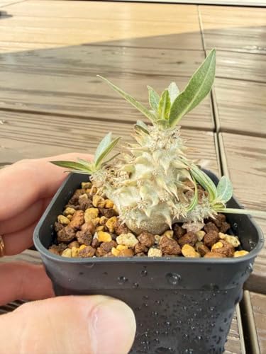 観葉植物 グラキリス パキポディウム 実生」の人気商品一覧 | 安い商品
