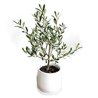 ベランダガーデニングに 初心者が育てやすい植物のおすすめランキング 1ページ gランキング ベランダガーデニングに 初心者が育てやすい植物のおすすめランキング 1ページ gランキング