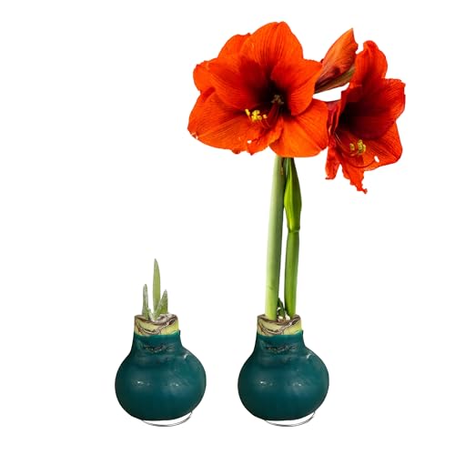 Waxed Amaryllis Bulb 2-Pack – Green Wax with Red Blooms – Live Holiday Gift Plant, Easy Care, No Watering Needed