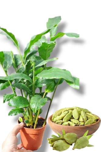 Image of Hybrid All Spice Plant /Pimenta dioica, All Spice Pimenta Dioica spice scented leaf Kitchen Spice Live Plants & Tree (1-1.5 Ft Size) (Green Elaichi /Cardamom 'Choti Elaichi inch Plant)