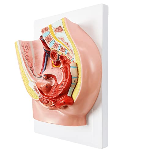 Image of HADWYN Female Pelvis Reproductive Anatomy Model,Life Size Female Pelvic Skeleton Model, Anatomy Medical Model for Science Education with Detailed Product Manual