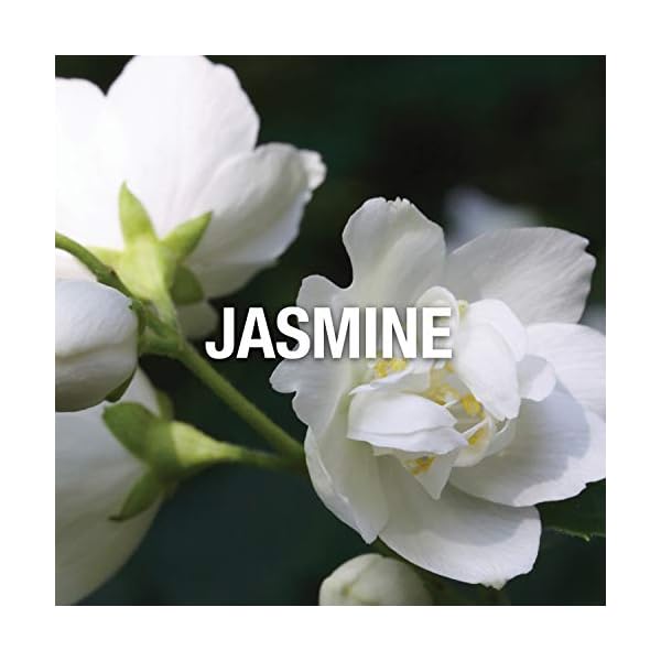 Giorgio Beverly Hills Wings for Women, Eau De Toilette Spray, 3-Ounce