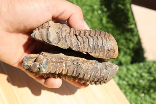 Image of 2PCS Calymene Trilobites Flexicalymene Ordovician Fossil Trilobites A5