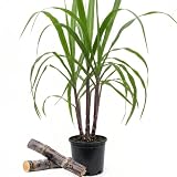 Purple Sugarcane Plant in 6" Pot, 3-4 Sugar Cane Plants Potted