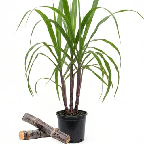 Purple Sugarcane Plant in 6 Pot, 3-4 Sugar Cane Plants Potted, Well Rooted Fast Growing Tropical Starter Plants for Outdoor Gardening, No Ship to CA
