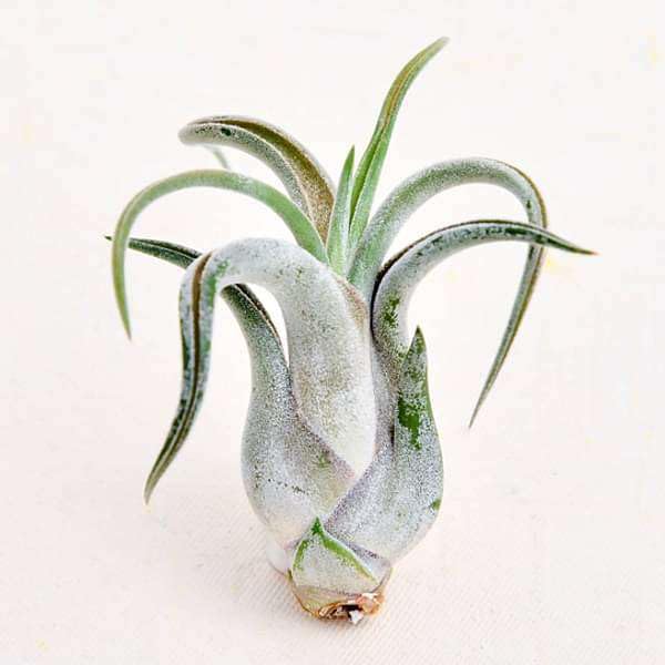 Mphmi Seedless Plant Tolerant Plants Air Plant, Tillandsia caput medusae (Small) Plant
