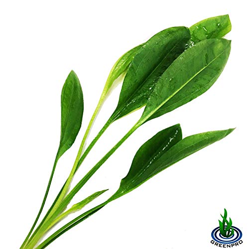 Greenpro 3-Bundles Amazon Sword | Echinodorus Bleheri Live Aquarium Plants Package Aquatic Freshwater Fish Tank Decorations #TOP2