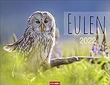  Eulen Kalender 2022 - Tierkalender - Wandkalender mit internationalem Monatskalendarium - 12 Farbfotos - 44 x 34 cm