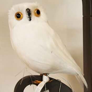  バード　owl フクロウ 41q9iT9esqL._AC_UF350,