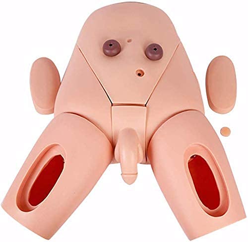 Modèle Simulateur Cathétérisme Homme Femme Ensemble Formateurs Cathétérisme Hommes Et Femmes