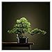 Sztuczna roślina Sztuczne bonsai sosna, 16-calowa faux doniczkowa roślina, fałszywe drzewo ozdoby ozdoby Cedar bonsai zakład do salonów, pokoje herbaty .Nadaje się do salonu i sypialni