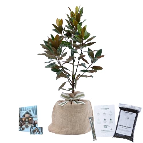 Magnolia Gift Tree - 3 Gallon - Includes Planting Kit