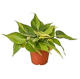 Filodendron Brasil Planta Natural de Interior Philodendron Brasil Filodendro