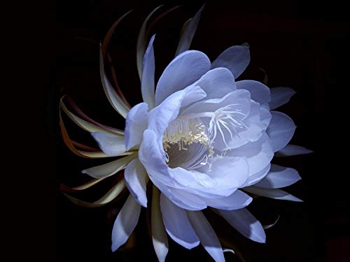 Image of Brahma Kamal Plant Original White Plant Special Variety Height 0.5 To 1 Feet (flower After 6 Months) Night Queen Flower Tree Pack Of 1 Live Flower Plant For Home Garden