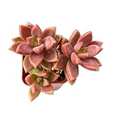 Live Succulent Graptopetalum paraguayense cv.Bronze, Easy Care and Pet Safe