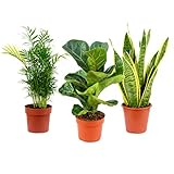FLOWERBOX Set om 3 lättskötta inomhusväxter premium - lättskött inomhusväxt, bergspalm, violinfikon, båghampa - höjd ca. 40 cm, kruka 12 cm