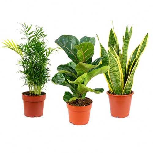 3er-Set pflegeleichte Zimmerpflanzen Premium - pflegeleichte Zimmerpflanze Bergpalme Geigenfeige Bogenhanf - Höhe ca. 40 cm Topf-Ø 12 cm