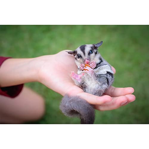 Sugar Glider Treat Variety Pack (9.5 Oz.) - Healthy Natural Sugar Glider Treat Assortment - Yogurt Drops, Crunchez Berry Blend, Dried Papaya, Dried Pineapple - Sampler Variety Value Package #TOP6