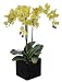 House of Silk Flowers Artificial Triple-Stem Phalaenopsis Orchid Arrangement, Lime Green