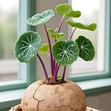 MEDSYTIJD Stephania erecta Beautiful Assortment for Outdoor Garden Landscapes,Ideal for Home Gardens & Patios - 1bulbs