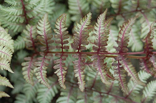 Athyrium nipponicum 'Pictum' (Japanese Painted Fern) Fern, #1 - Size Container