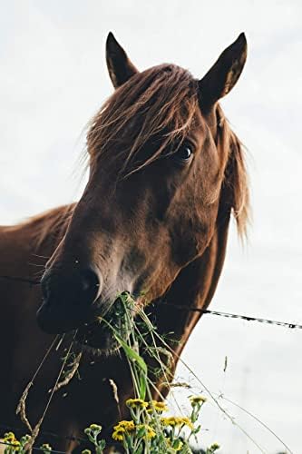KEXMY Aubiose Hemp Bedding For Horses and Other Animals Highly Absorbent Dust-free Bedding for Horses, Hens and Rabbits