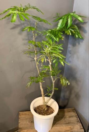 観葉植物 8号 エバーフレッシュ」の人気商品一覧 | 安い商品を通販