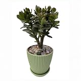 Sprout N Green Dwarf Jade with Green Stripe Pot, Live Crassula Ovata Crosby's Compact, Rare Cute Succulent Plant in 4" Planter, Home Office Décor