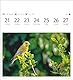 Heimische Vögel Postkartenkalender 2025 - Wochenkalender mit 53 Postkarten: Wochenkalender im Postkarten-Format mit Vogelporträts. Tischkalender mit ... neuen Postkarten zum Sammeln und Verschicken