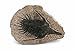 Reproduction Trilobite Fossil in Host Rock Morocco 7.2 Ounces EBS8779