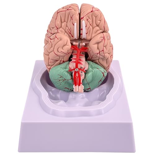 Modèle de cerveau humain anatomie 32 repères pour étude et enseignement des sciences