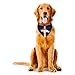 NFL Denver Broncos Pet Bandanna,