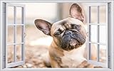 Fotografie Französische Bulldogge Wandtattoo Wandsticker Wandaufkleber F1900 Größe 100 cm x 150 cm