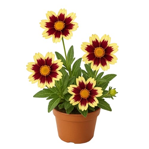 Easy to Grow Coreopsis Solar Fancy