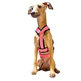 Arnés de 3 Puntos Antiescape Antitirones - Ideal para Lebreles: Galgo Italiano, Whippet, Galgo, Podenco - Seguro, Transpirable y Duradero Caminar, Entrenar y Correr - Rosa, XS