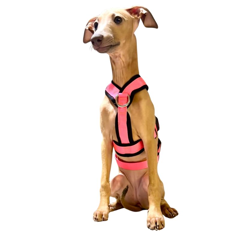 3-Point Anti-Escape, Anti-Pull Harness - Ideal for Sighthounds: Italian Greyhound, Whippet...