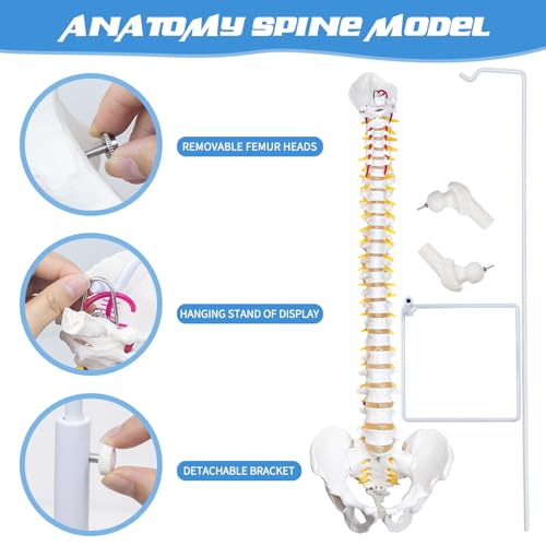 Image of Flexible Spine Model, 34.6 inch Life Size Spinal Cord Model Flexible Anatomical Spine with Vertebrae, Nerves, Arteries, Lumbar Column and Male Pelvis for Science Study or Patient Education