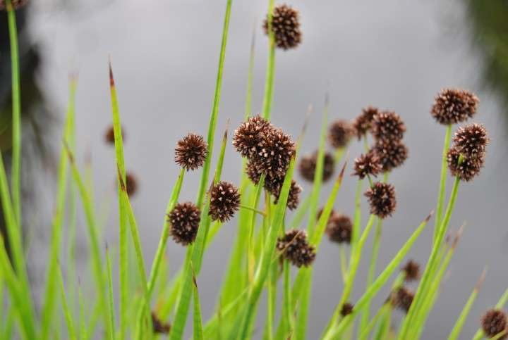 Lincolnshire Pond Plants Ltd - Juncus ensifolius (Flying Hedgehogs) - Marginal Pond Plants - MP066-1 / 3Ltr Potted