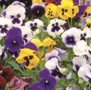90 seeds of Pansy Giant Fancy Mixed, Garden Treasures Herb Fruit Vegetable Flowers seeds Grow Your Own Indoor Outdoor