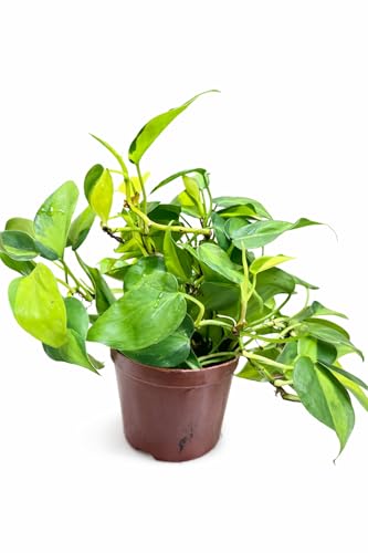 Philodendron Brasil Live Indoor Plant Variegated Green Leaves Trailing Vine in Pot