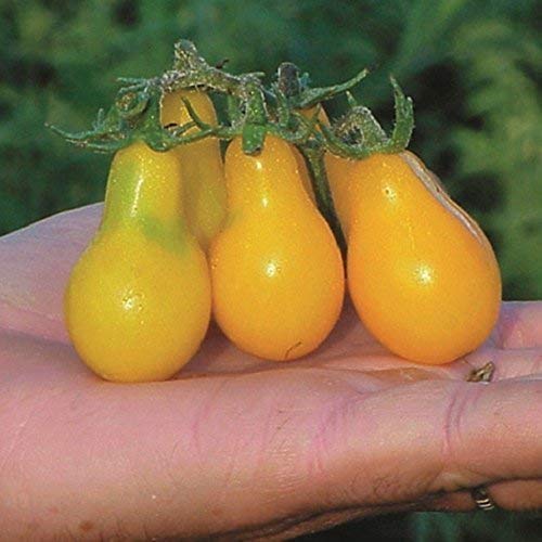 SeeKay - Tomato Yellow Pear - appx 360 Seeds - Vegetable